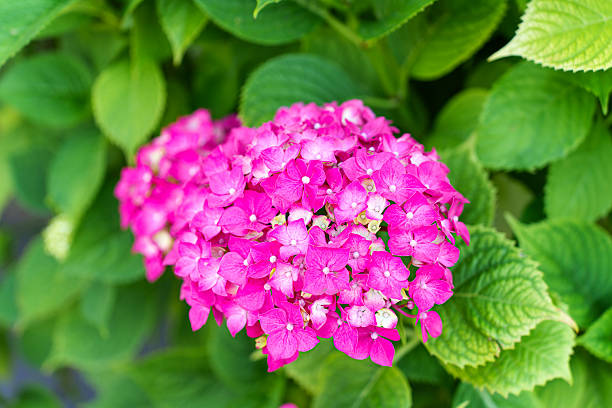 istock Vibrant Pink Hydrangea Blooms Surrounded by Lush Green Foliage 2240308466