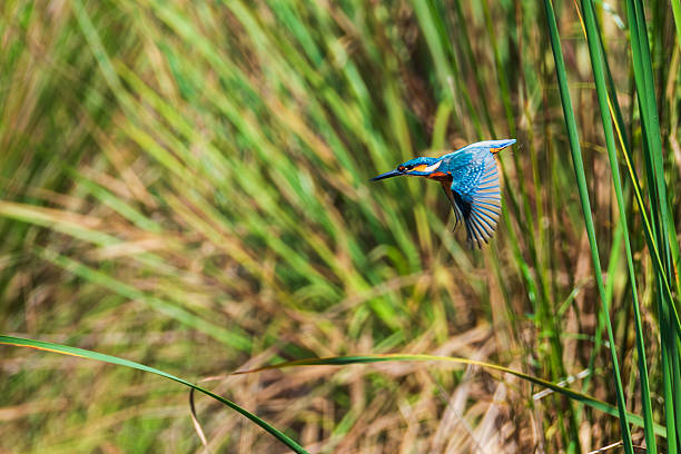 Common Kingfisher or Alcedo atthis perched characteristically on end of dead tree branch over pond in Yala National Park Sri Lanka.
