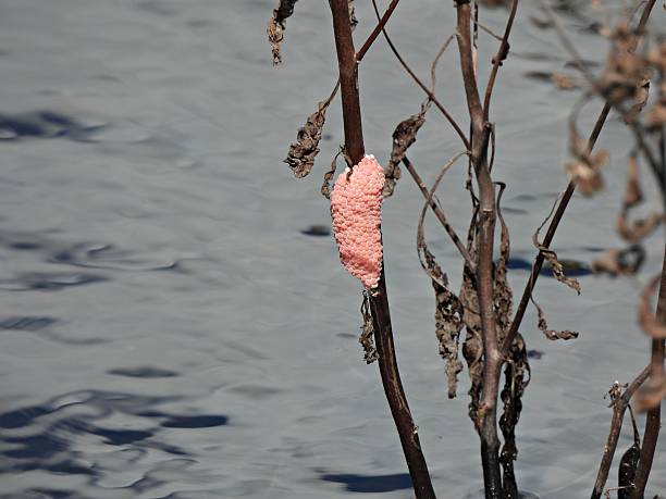 Female invasive apple snails lay their eggs just about the waterline on plants or structures like rocks, logs, or walls, usually at night. The individual eggs are small (2 -3 mm) and round and bright pink. Each egg cluster contains around 500 eggs. The egg cluster gradually changes shade, becoming paler as the eggs get closer to hatching.