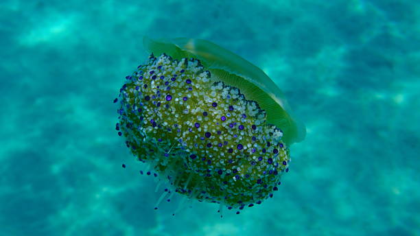 istock Mediterranean jelly (Cotylorhiza tuberculata) undersea, Aegean Sea 2240309968