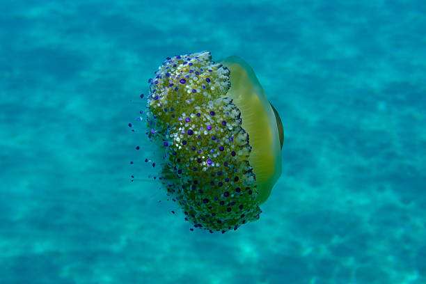 istock Mediterranean jelly (Cotylorhiza tuberculata) undersea, Aegean Sea 2240310550