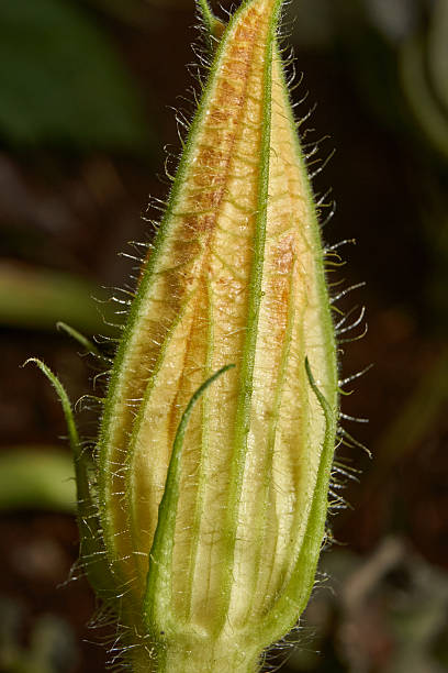 istock Zucchini flower (lat. Cucurbita pepo var. giraumonas) close-up on a garden bed. 2240311116