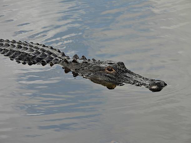 istock American Alligator (Alligator mississippiensis) -  swimming in a lake 2240314433