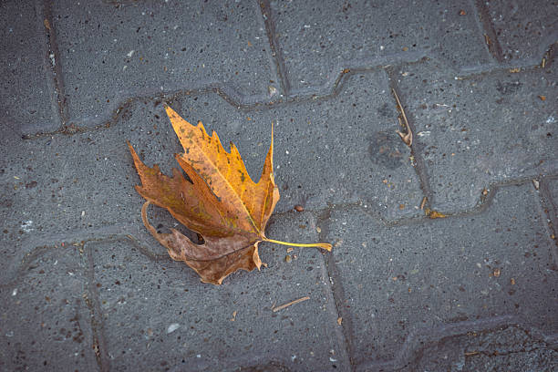 istock A dried plane tree leaf in autumn. It had fallen on the concrete parquet floor. 2240314471