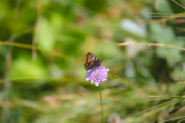Orange Butterfly on the Purple Flower