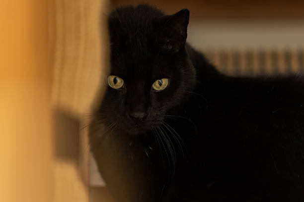 istock Black domestic cat portrait. 2240315976