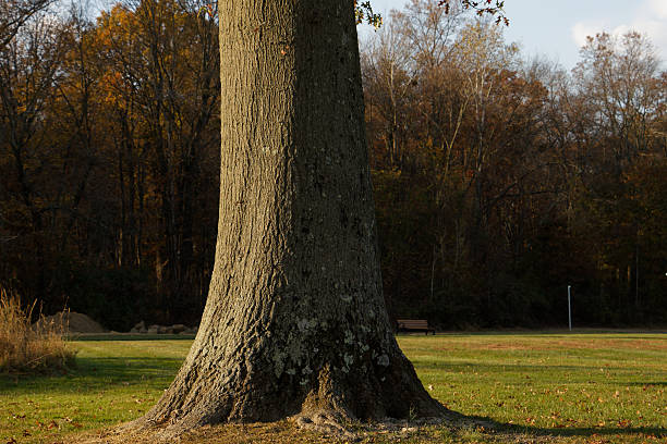 Large sequoia stump in botanical garden in Nitra, Slovakia.