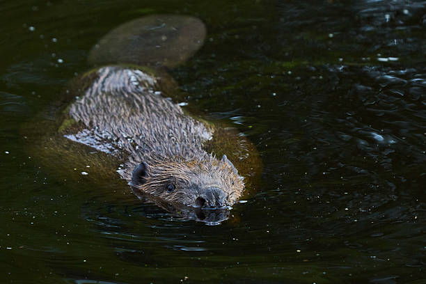 istock Beavers on a Beaver pond, Scotland 2025 2240318869