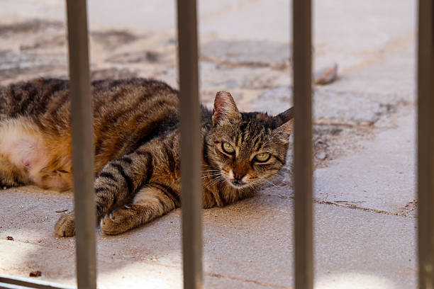 istock Stray Cat Resting Behind Metal Bars 2240319946
