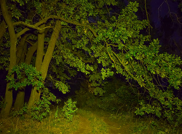 green oak tree in forest at the night