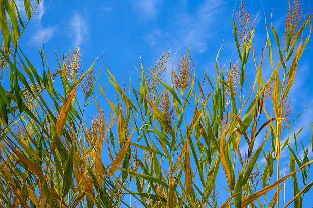 A beautiful scene of soft grass blades under a clear blue sky, capturing the essence of nature's tranquility and the gentle movement caused by the breeze.