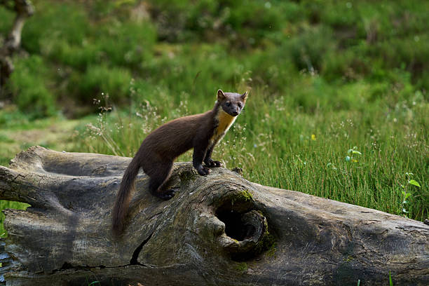 Beautiful yellow-throated marten (Martes flavigula) standing on a frozen lake with a dead white rat.