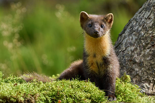 istock Pine Marten - Scotland 2025 2240320058