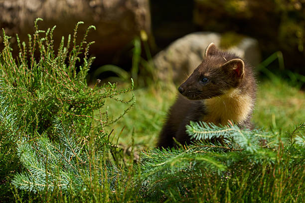 istock Pine Marten - Scotland 2025 2240320160
