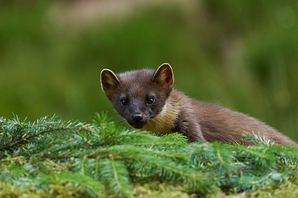 istock Pine Marten - Scotland 2025 2240320171