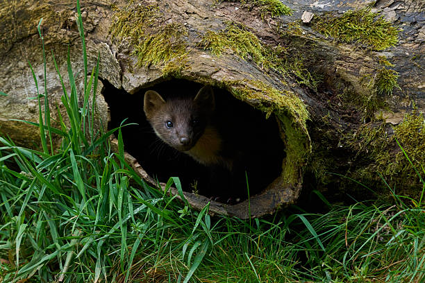 istock Pine Marten - Scotland 2025 2240320226