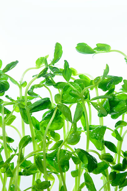 istock Close-up of bean sprouts on a white background 2240320264