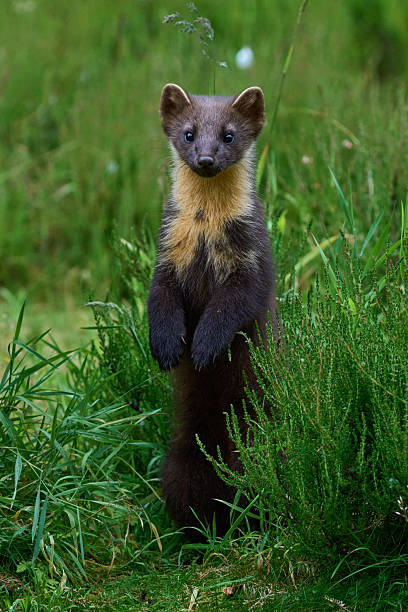 istock Pine Marten - Scotland 2025 2240320292