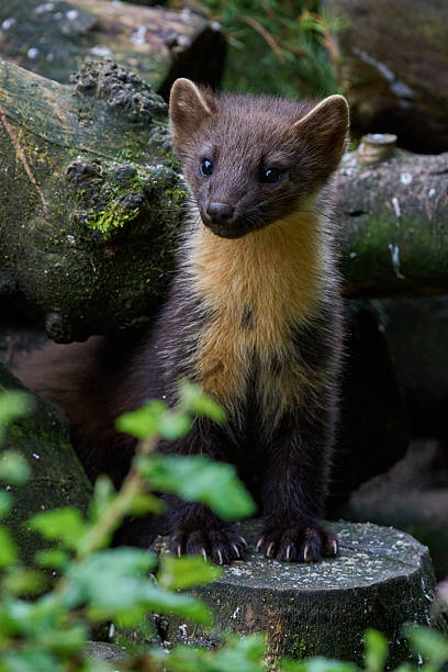 istock Pine Marten - Scotland 2025 2240320371