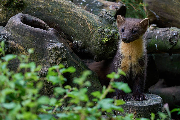 istock Pine Marten - Scotland 2025 2240320377