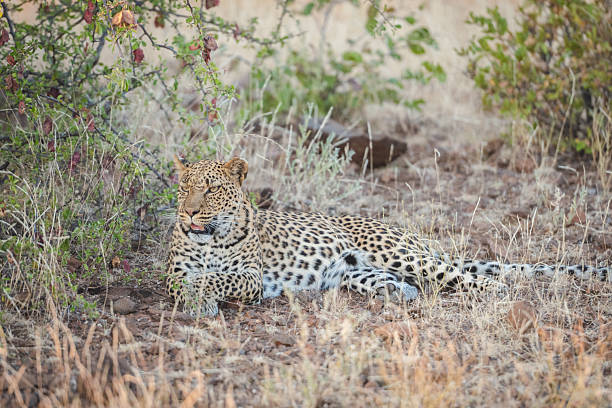 A leopard lounges on the arid ground among dry grasses and sparse bushes in Botswana's Tuli Block wilderness. The calm, regal predator appears relaxed, blending with the earthy tones of the savanna. Ideal for wildlife, safari, or nature themes emphasizing Africa’s iconic big cats and remote landscapes.