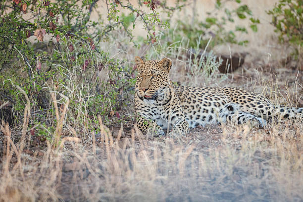 A leopard lounges in the dry grass of Botswana's Tuli Block, blending with the foliage as warm daylight filters through. This serene wildlife image captures the quiet power of a big cat in its natural habitat, offering authentic safari atmosphere for nature lovers and wildlife collections.