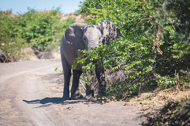 A lone elephant stands on a dusty dirt road amid Botswana's Tuli Block wilderness, partially shaded by nearby foliage. The scene captures the quiet majesty of wildlife on safari, with natural greenery and a peaceful, adventurous mood typical of a Botswana safari event.