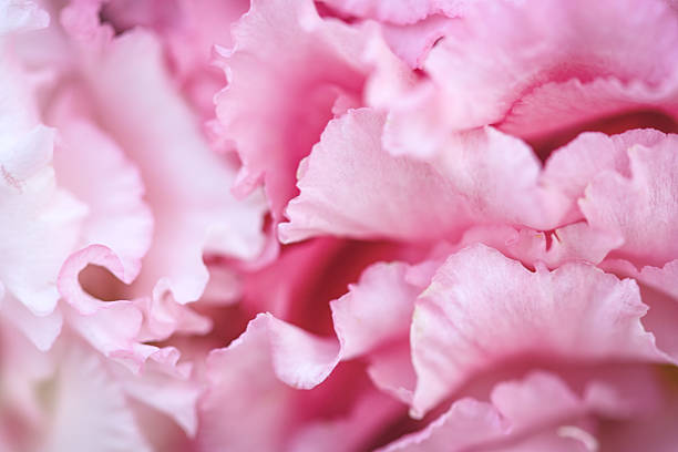 a bouquet of beautiful pink eustoma flowers (lisianthus)