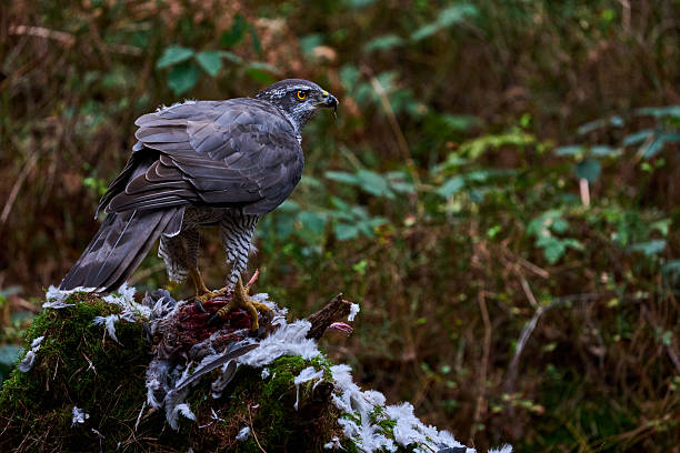 istock Goshawk in the woods 2240324750