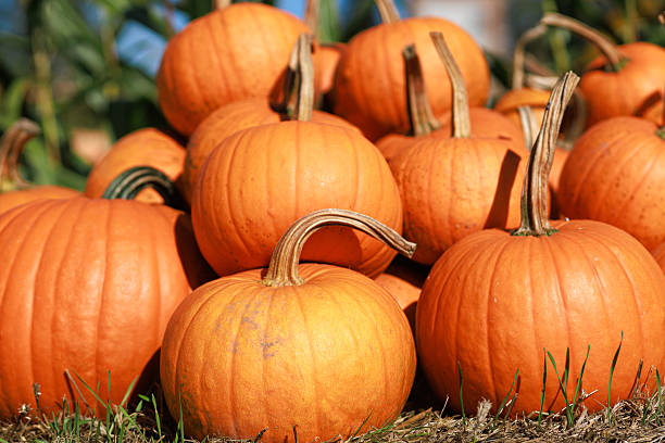 istock Group of pumpkins in autumn sunlight 2240324997