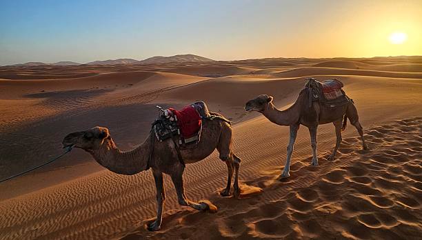 istock Two Camels Sunrise Sahara Desert Merzouga Morocco 2240326176