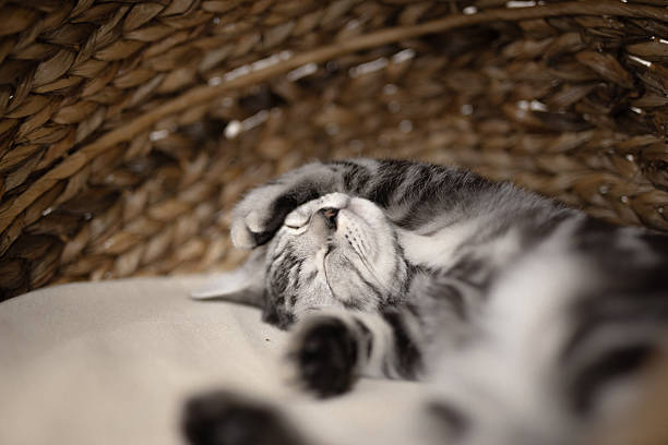 A gray and black British Shorthair cat sleeping comfortably on its back with its front paws resting on its head, inside a woven basket on a cat tree.