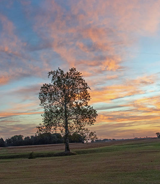 istock Farm Field Sunrise with single Elm Tree-Howard County, Indiana 2240329164