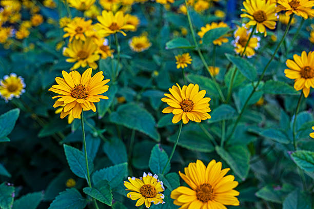istock Backdrop of bright yellow heliopsis flowers. Landscape design 2240331611