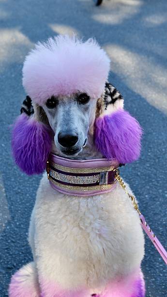 istock Poodles of Halloween 2240333013