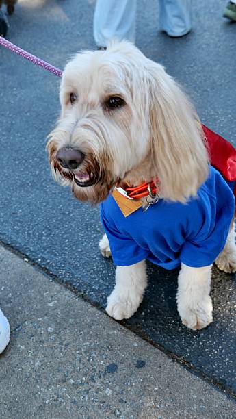 istock Poodles of Halloween 2240333014