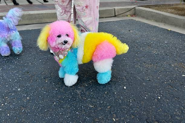 portrait of a mongrel dog with a harlequin hat and colored plots on a black background