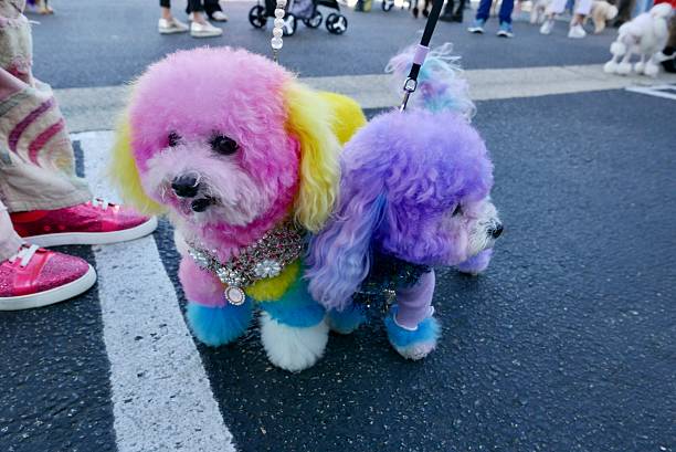Poodle with decor