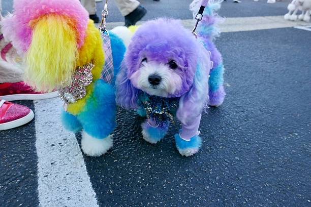 istock Poodles of Halloween 2240333022
