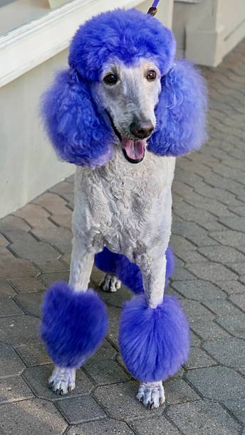 istock Poodles of Halloween 2240333036