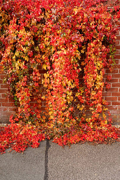 istock Autumn ivy covering wall and pavement. 2240334544