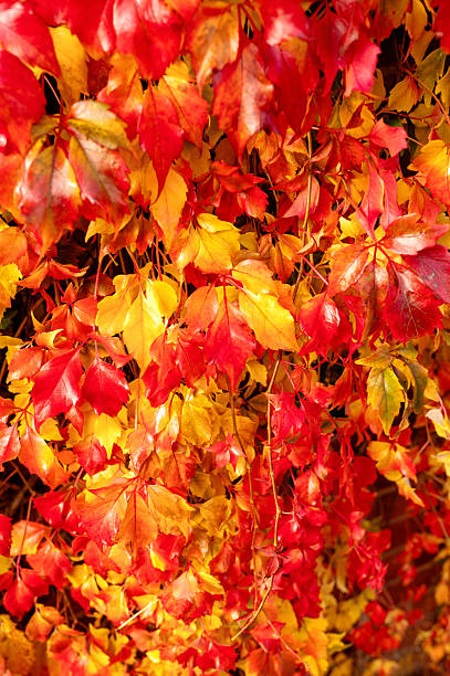 Thick clusters of ivy leaves in vivid autumn colors, forming a natural textured background.