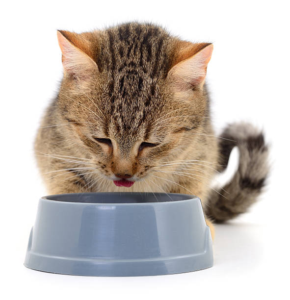 istock Tabby cat drinking water from gray bowl isolated on white background 2240334619