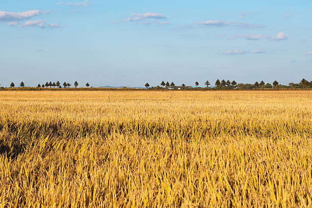 istock Organic rice in rice fields under blue sky and white clouds 2240337162