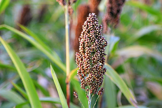 istock Close-up of unharvested sorghum 2240337188