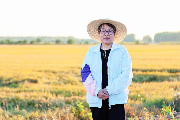 An Asian female elderly farmer working in rice fields