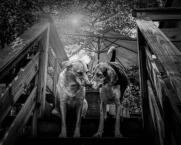 Black and white image of a Labrador Retriever mix dog and a purebred Treeing Walker Coonhound dog standing outdoors nose to nose in a cute pose