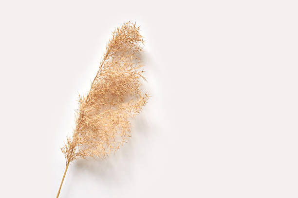 istock Minimalistic brown dried pampas grass against soft white background in natural 2240339818
