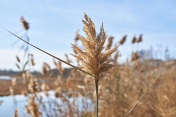 istock Golden reed grass swaying in wind by tranquil pond on sunny day with clear blue 2240339820