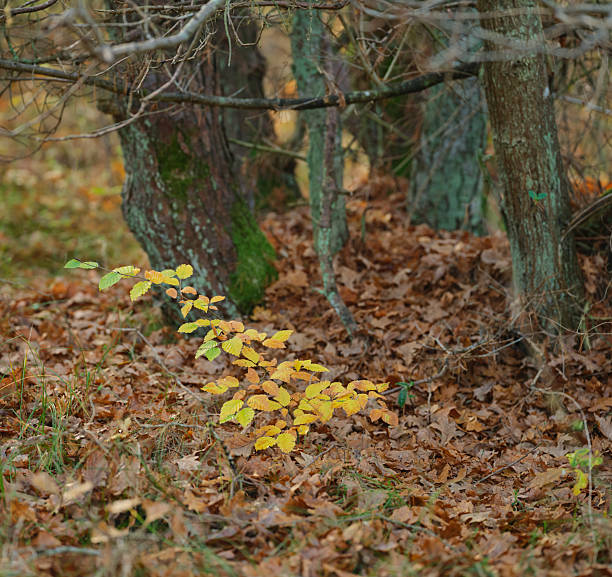 A vibrant young beech sapling, its leaves showcasing golden hues, stands amidst a bed of autumnal leaf litter. Surrounding mossy trees outline a tranquil woodland setting full of calm and natural beauty.